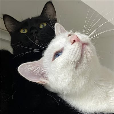 خجلی فیملی avatar