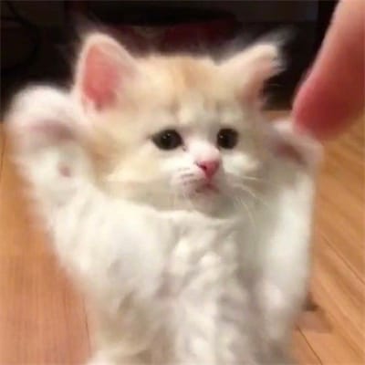 شاہد آفریدی avatar